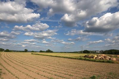 Nutzpflanzen bei Trockenheit Maisfelder kurz vor dem Sommer bei andauernder, trockener Wetterlage Essen Nordrhein-Westfa-stock-foto