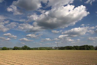 Nutzpflanzen bei Trockenheit Maisfelder kurz vor dem Sommer bei andauernder, trockener Wetterlage Essen Nordrhein-Westfa-stock-foto