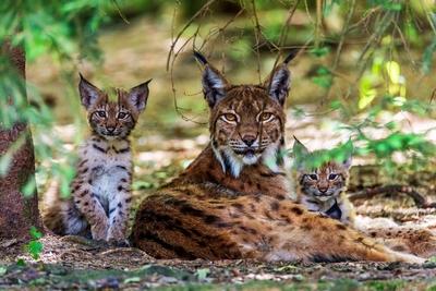 Eurasischer Luchs, Europaeischer Luchs (Lynx lynx), Weibchen mit Jungtieren, Deutschland Eurasian lynx (Lynx lynx), adu-stock-photo