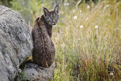 Iberischer Luchs, Pardel-Luchs, Pardelluchs (Lynx pardinus), sitzt auf einem Stein, Spanien Spanish lynx (Lynx pardinus-stock-foto