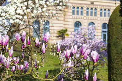 Farbenpracht im Fr?hjahr. Die Magnolien (Magnolia) bl?hen. Wie hier im Zoologisch-Botanischen Garten Stuttgart ist die B-stock-foto