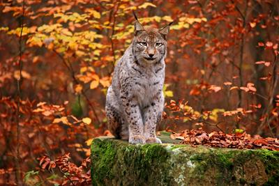 Nordluchs, Nord-Luchs, Europaeischer Luchs, Eurasischer Luchs (Lynx lynx lynx), sitzt auf einem bemoosten Felsen im Her-stock-photo