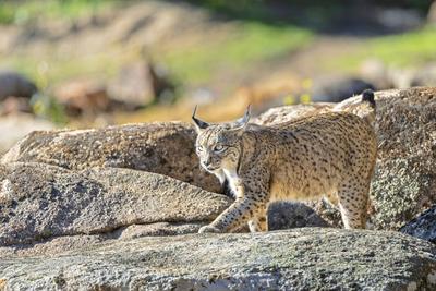 Creative Highlights World Iberischer Luchs, Pardel-Luchs, Pardelluchs (Lynx pardinus), laeuft ueber Felsen in einer Dehe-stock-photo