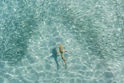 Baby-Schwarzspitzen-Riffhai, umgeben von einem Schwarm Silbersprotten in einer flachen Lagune auf einer Malediveninsel.-stock-foto