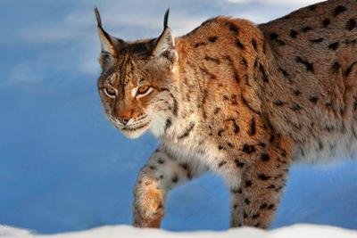 Nordluchs, Nord-Luchs, Europaeischer Luchs, Eurasischer Luchs (Lynx lynx lynx), laeuft im Schnee, Deutschland, Bayern,-stock-foto