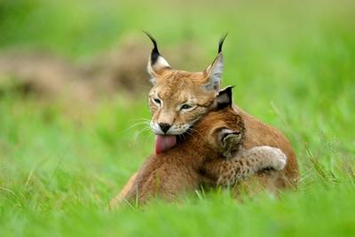 Nordluchs, Nord-Luchs, Europaeischer Luchs, Eurasischer Luchs (Lynx lynx lynx), Jungtier schmust auf einer Wiese mit se-stock-foto