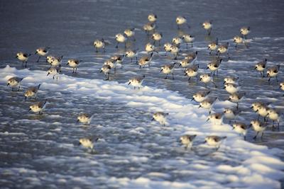 Creative Highlights World Sanderling (Calidris alba), Sanderlinge bei stuermischer See, Belgien, Westflandern, Nordsee s-stock-photo