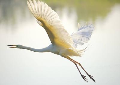 Wei?er Reiher oder Seidenreiher heben vom See ab *** White Herons Or Little Egret Lifting from Lake from 1129800239-stock-foto