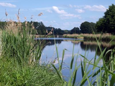 gr?ser,ufer,elbe-l?beck-kanal *** grasses,shore,elbe l?beck canal ilq-fkv-stock-photo