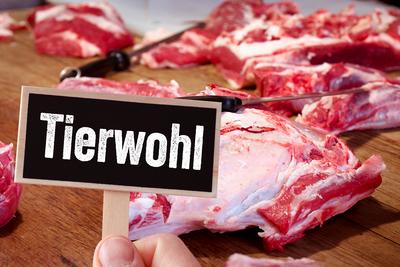 27 March 2024: Animal welfare and animal welfare levy concept. Raw meat on a worktop with a knife in a slaughterhouse. A-stock-foto