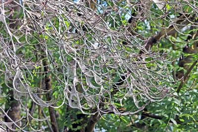 Raupen an Laubgeh?lzen Befall von einem Baum mit der Gespinstmotte und deren Raupen *** Caterpillars on deciduous trees-stock-foto