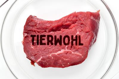 FOTOMONTAGE, Fleisch auf einem Teller mit Schriftzug Tierwohl *** PHOTOMONTAGE, meat on a plate with the words Tierwoh-stock-foto