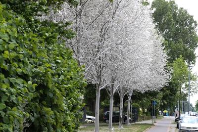 Hannover Gespinstmotte fressen mehrere Lindenb?ume kahl und umh?llen sie wei? Beg?nstigt durch die-stock-foto