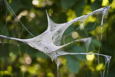 Gespensteralarm - Gespinstmotten sorgen f?r Gruselfaktor in einem Hamburger Parkgel?nde Diverse B?ume und B?sche sind v?llig eingeh?llt Hamburg Gross Borstel 14.05.2024 Ist denn schon wieder Halloween, mag sich dieser Tage so mancher B?rger in Hamburg-Gro? Borstel fragen, und die Menschen k?nnen ihren Augen kaum trauen. Denn viele B?ume in einem Parkgel?nde im Stadtteil sehen wie Gespenster aus. Str?ucher und ganze B?ume sind umh?llt von wei?en Netzen, unter denen es wimmelt und wuselt. Grund daf?r mitten im Mai ist die Gespinstmotte, auch Knospenmotte genannt. Sie geh?rt zur Familie der Schmetterlinge. Die Raupen umh?llt die B?ume komplett, um es darunter gem?tlich und sicher zu haben dabei wird vonb den Raupen das befallene Geh?lz in alle-stock-photo
