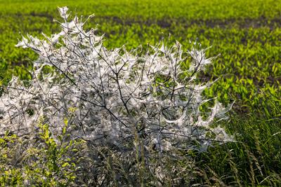 Europa; Deutschland; Brandenburg; Uckermark: Raupen der Gespinstmotte fressen Büsche und Bäume kahl *** Europe Germany B-stock-foto