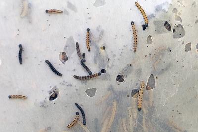 Raupen an Laubgeh?lzen Befall von einem Baum mit der Gespinstmotte und deren Raupen *** Caterpillars on deciduous trees-stock-foto