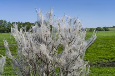 Netze von Gespinstmotten (Yponomeutidae) auf einem Strauch an einem Weg bei Friedenfelde (Landkreis Uckermark). Die Gesp-stock-foto