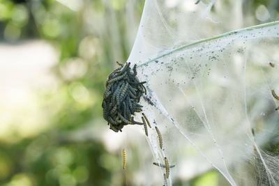 Gespensteralarm - Gespinstmotten sorgen f?r Gruselfaktor in einem Hamburger Parkgel?nde Diverse B?ume und B?sche sind v?llig eingeh?llt Hamburg Gross Borstel 14.05.2024 Ist denn schon wieder Halloween, mag sich dieser Tage so mancher B?rger in Hamburg-Gro? Borstel fragen, und die Menschen k?nnen ihren Augen kaum trauen. Denn viele B?ume in einem Parkgel?nde im Stadtteil sehen wie Gespenster aus. Str?ucher und ganze B?ume sind umh?llt von wei?en Netzen, unter denen es wimmelt und wuselt. Grund daf?r mitten im Mai ist die Gespinstmotte, auch Knospenmotte genannt. Sie geh?rt zur Familie der Schmetterlinge. Die Raupen umh?llt die B?ume komplett, um es darunter gem?tlich und sicher zu haben dabei wird vonb den Raupen das befallene Geh?lz in alle-stock-photo