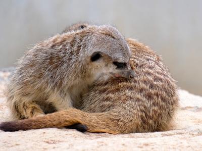Erdmaennchen im Zoo-stock-photo