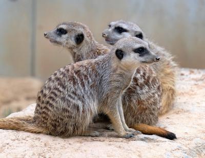 Erdmaennchen im Zoo-stock-photo
