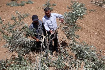 Palestinian residents examine olive trees on their land damaged by Israelis who usurped Palestinian lands-stock-foto