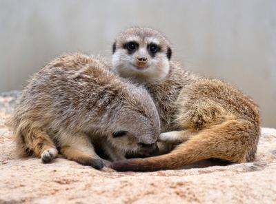 Erdmaennchen im Zoo-stock-photo