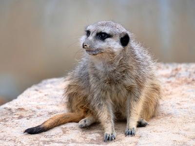 Erdmaennchen im Zoo-stock-photo