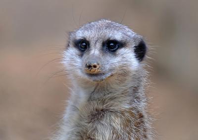 Erdmaennchen im Zoo-stock-photo