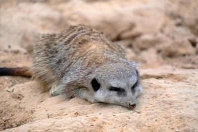Erdmaennchen im Zoo-stock-photo