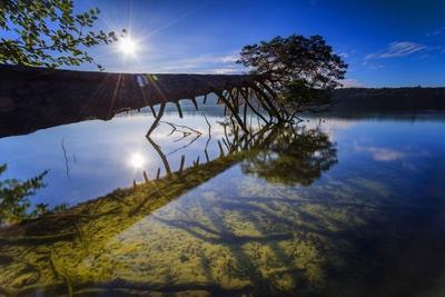 umgestuerzte Kiefer ragt ueber das Ufer des Grossen Stechlinsees im Morgenlicht Deutschland Brande-stock-foto