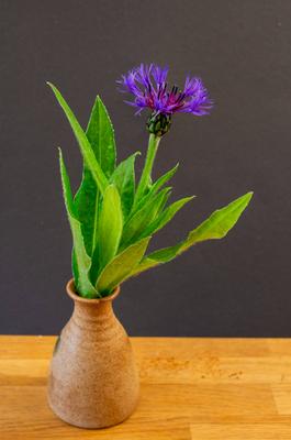 Mountain flake flower, Centaurea Montana in the vase Mountain flake flower, Centaurea Montana in the vase. High quality-stock-foto