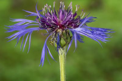 Berg-Flockenblume, Bergflockenblume (Centaurea montana), bluehend, Oesterreich, Tirol Montane star-thistle, Perennial co-stock-foto