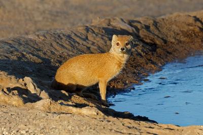 Aufmerksame gelbe Manguste an einer Wasserstelle-stock-photo