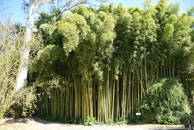 The garden of Nymph located in the territory of the municipality of Cisterna Di Latina, on the border with Norma and Ser-stock-photo