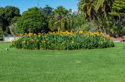 Royal Botanic Garden Sydney, Australia Flowers at Royal Botanic Garden, Sydney, New South Wales, Australia Sydney New So-stock-foto