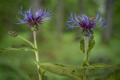 Berg-Flockenblume, Bergflockenblume (Centaurea montana), zwei Blueten, Deutschland, Bayern Montane star-thistle, Perenni-stock-foto