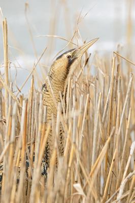 ein kurzer Blick... Rohrdommel * Botaurus stellaris * im Winter, lebt gut versteckt in ihrem typischen Lebensraum, streckt ihren Kopf aus dem Schilf, seltene heimische Vogelart, wildlife, Deutschland, Europa ***-stock-photo