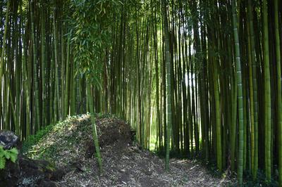 The garden of Nymph located in the territory of the municipality of Cisterna Di Latina, on the border with Norma and Ser-stock-photo