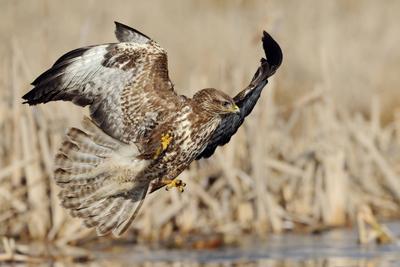 der perfekte Moment... M?usebussard *Buteo buteo* kurz vor dem Zugriff auf Beute, spektakul?re Flugaufnahme voller Action, Aktion, heimischer Greifvogel bei der Jagd, wildlife, Deutschland, Europa ***-stock-photo