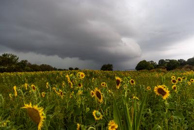 Gewitter im September Dunkle Wolken einer aufziehenden Gewitterfront sind am Morgen ?ber einem Feld mit Sonnenblumen zu-stock-foto