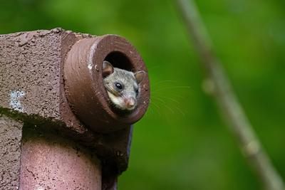 Glis glis (Siebenschl?fer)-stock-photo