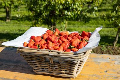 Symbolbild, Themenbild. Die Erdbeersaison ist er?ffnet. Gepfl?ckte reife Erdbeeren in Verkaufsschalen, gesammelt in eine-stock-foto
