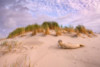 Seehund in den D?nen der Insel Spiekeroog, Ostfriesland, Ostfriesische Inseln, Niedersachsen, (Phoca vitulina), Robbe,-stock-photo