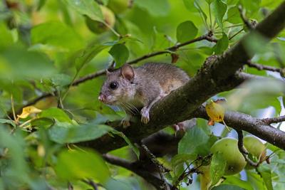 Glis glis (Siebenschl?fer)-stock-photo