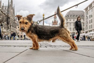 Ausflug mit Hund, h?bscher Norfolk Terrier auf dem Marienplatz, er schaut interessiert in die Kamera, M?nchen, Mai 2025-stock-photo