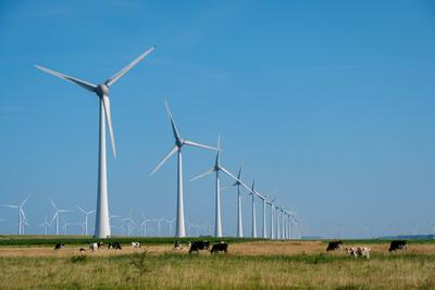 Serene Windmill Park With Grazing Cows Under Clear Blue Skies in the Netherlands Gentle breeze flows through a vibrant w-stock-foto