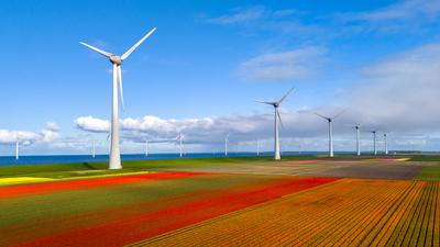 Colorful Tulip Fields Underneath Majestic Wind Turbines in the Netherlands Vibrant tulip fields stretch across the land,-stock-photo