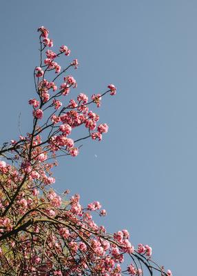 Feature Kirschbl?ten Zeit in K?ln-stock-foto