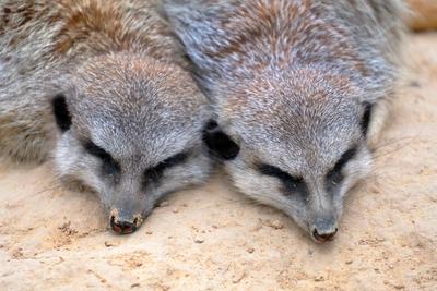 Erdmaennchen im Zoo-stock-photo