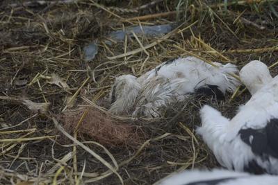 Ein Jungstorche liegt neben einem weiteren Jungen tot im Nest. *** A young stork lies dead in the nest next to another y-stock-foto